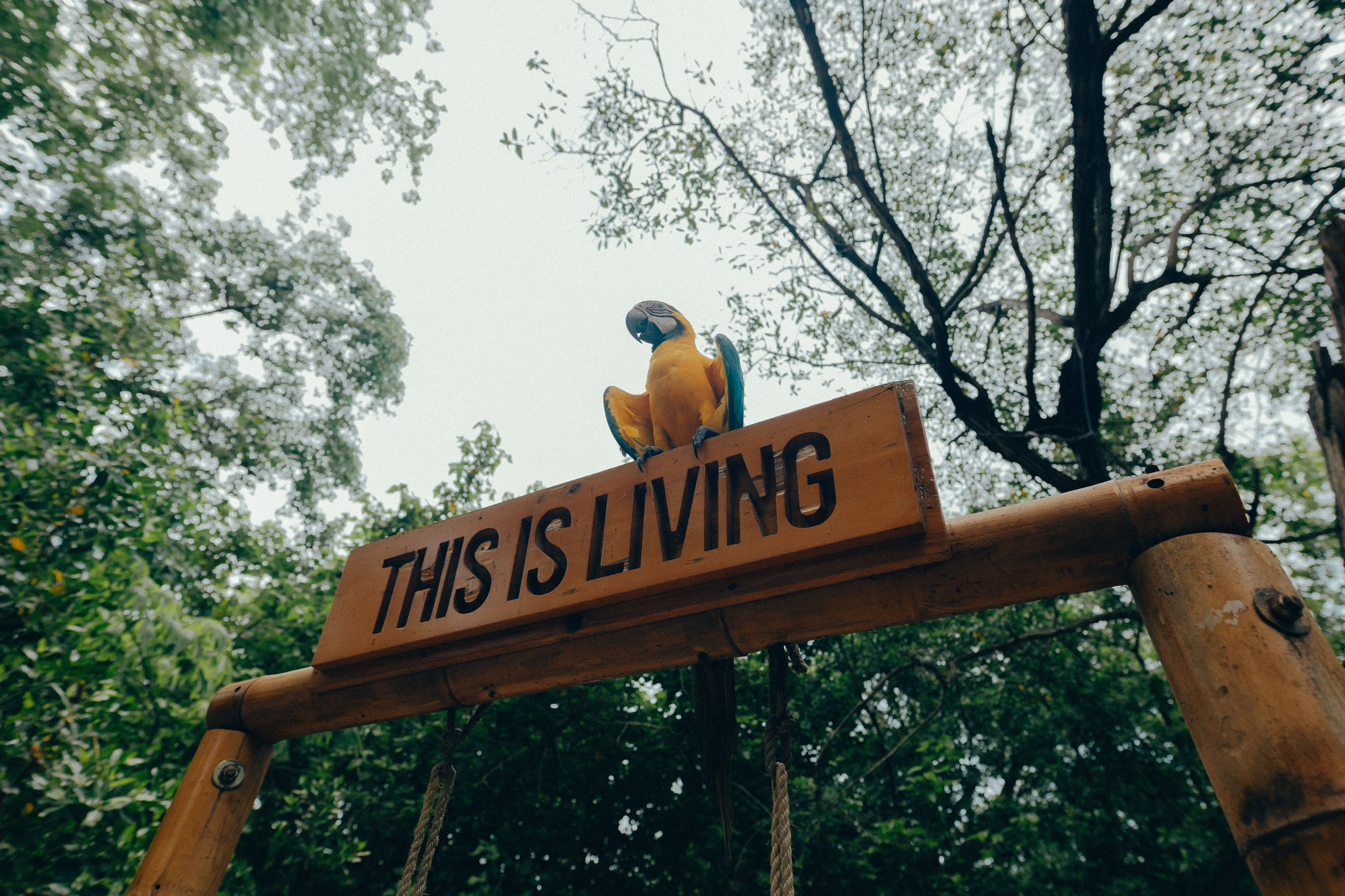 BIODIVERSITY